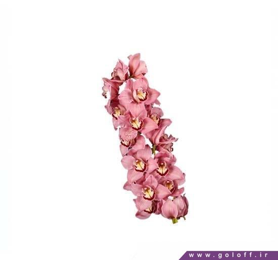 سفارش گل - گل ارکیده سیمبیدیوم رابرت رو - Cymbidium Orchid | گل آف